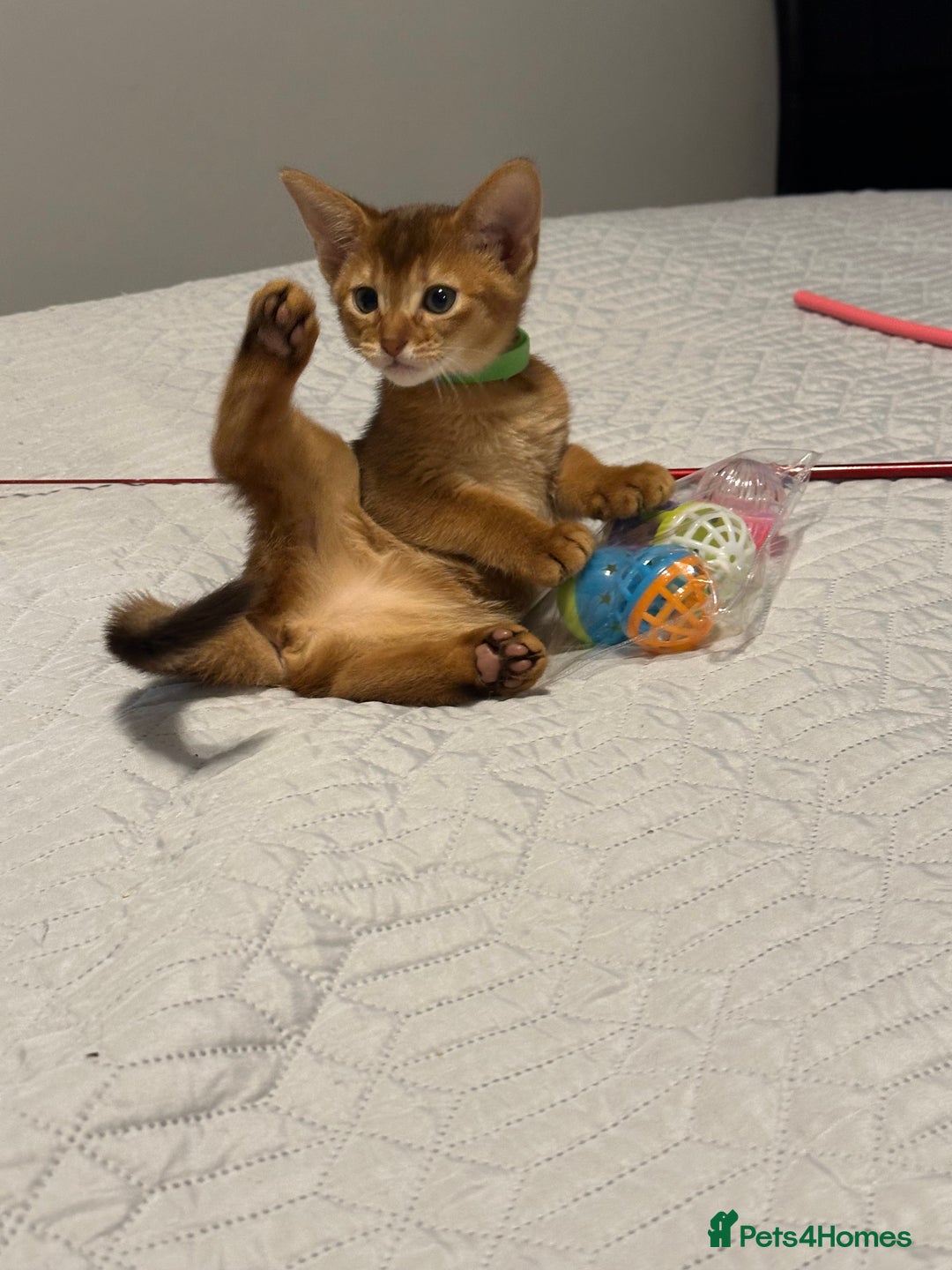 Abyssinian cats for sale: Pedigree Abyssinian kittens  - Advert 2