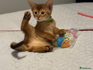 Abyssinian cats Pedigree Abyssinian kittens - Advert 5