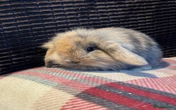 Mini Lop rabbits for sale: Gorgeous lop eared bunnies - Image 4