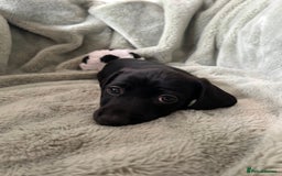 Miniature Dachshund dogs for sale: 3X Male Miniature Dachshunds- READY TO GO - Image 8