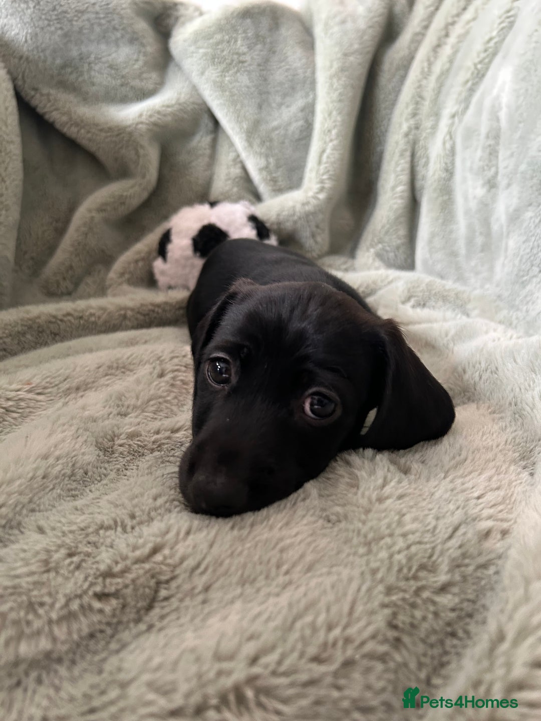 Miniature Dachshund dogs for sale: 3X Male Miniature Dachshunds- READY TO GO - Image 8