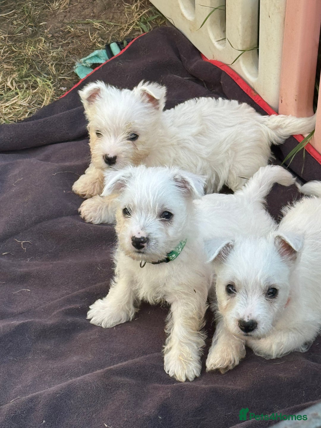 West Highland Terrier dogs for sale: West highland terrier  - Image 14