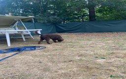 Lagotto Romagnolo dogs for adoption: DEXTER - a superb Lagotto boy for a Loving Home - Image 18