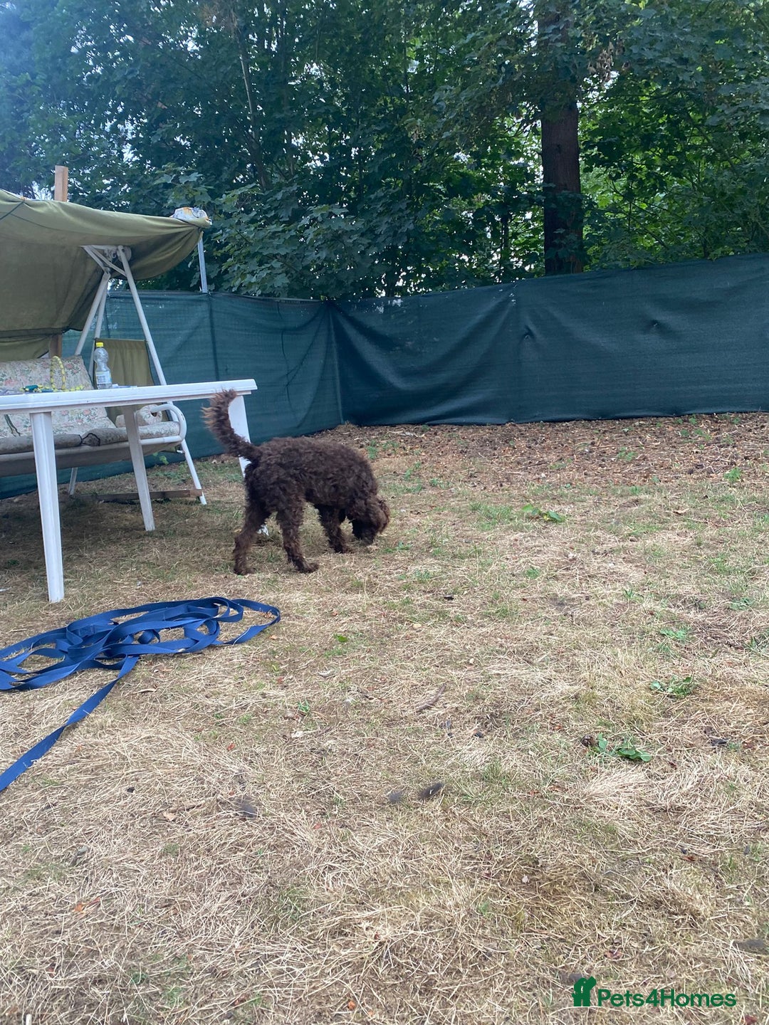 Lagotto Romagnolo dogs for adoption: DEXTER - a superb Lagotto boy for a Loving Home - Image 18