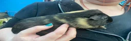 Guinea Pig rodents for sale: Baby guinea pig boys and girls - Advert 7