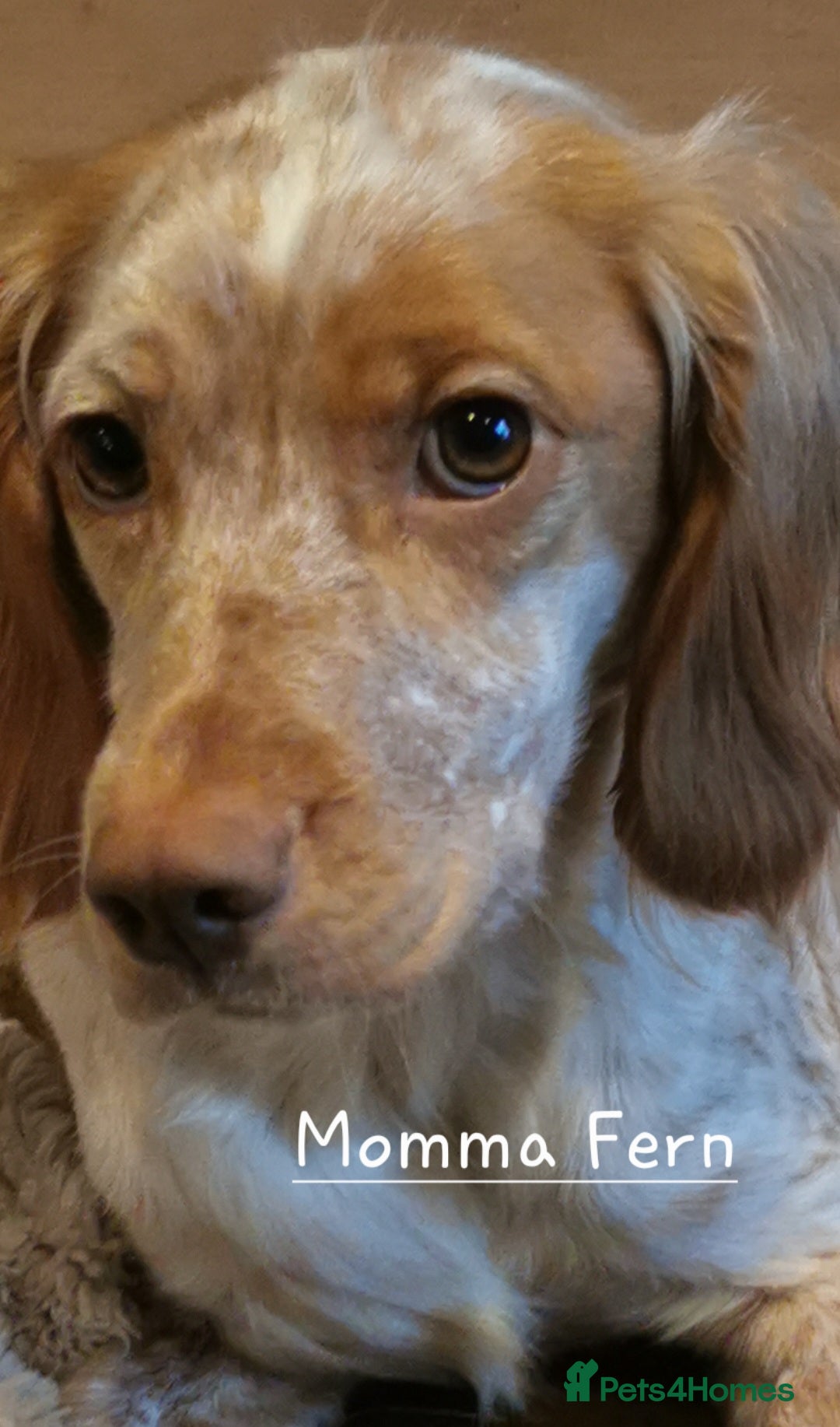 Cocker Spaniel dogs for sale: 4th Generation, Working Cocker Spaniel Puppies  🩵 - Image 13