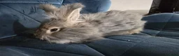 Angora rabbits for sale: ❤️Stunning full- face English Angora Babies❤️ - Advert 12