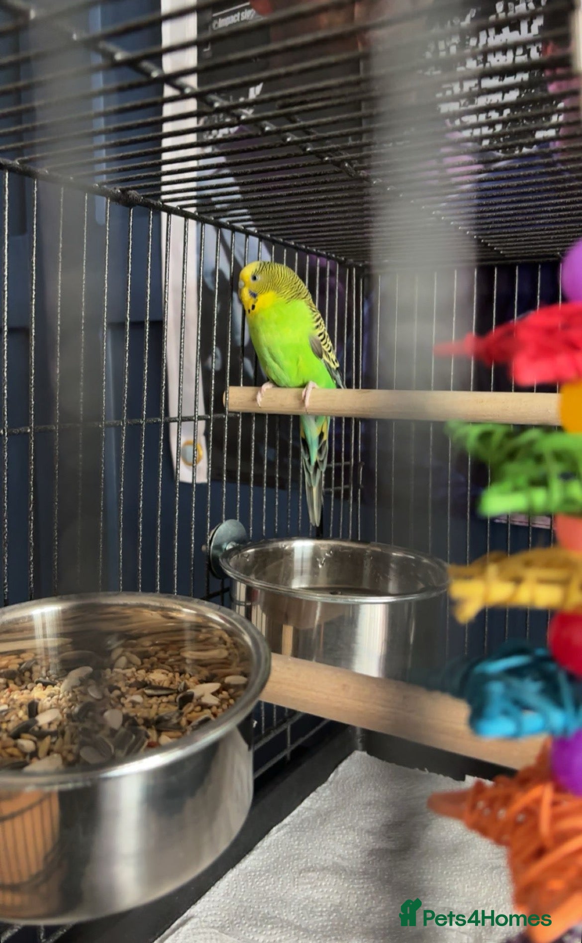 Parakeets birds Male budgie - Advert 2