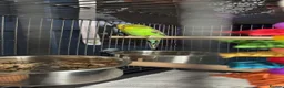 Parakeets birds for sale: Male budgie in Strabane - Advert 1