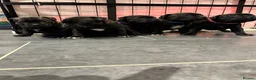 Staffordshire Bull Terrier dogs for sale: 🥇 A true litter of champions 🥇 in Rochester - Advert 8