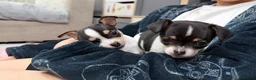 Chihuahua dogs for sale: Chihuahua Puppies  - Advert 4