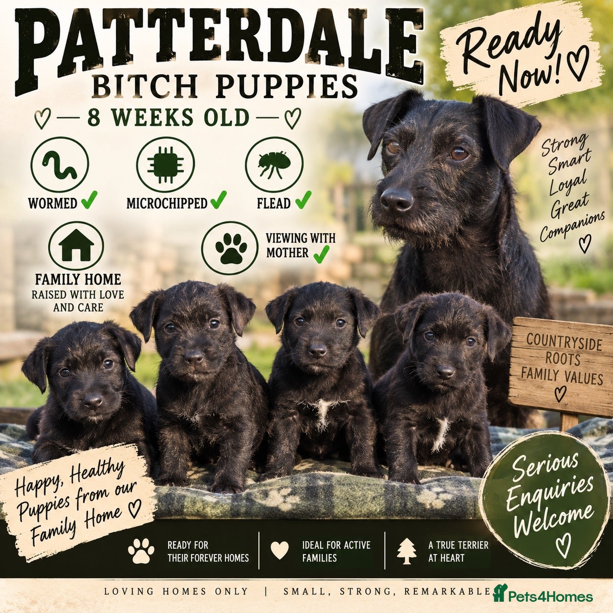 Patterdale Terrier dogs Patterdale girl puppy last one remaining - Advert 2