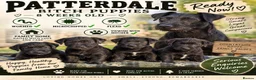Patterdale Terrier dogs for sale: Patterdale girl puppy last one remaining - Advert 4