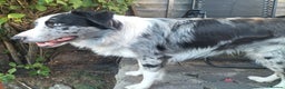 Border Collie dogs for stud: Pure breed Blue merle border collie for stud only in Loughborough - Advert 9