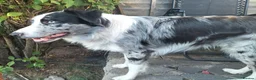 Border Collie dogs for stud: Pure breed Blue merle border collie for stud only in Loughborough - Advert 9