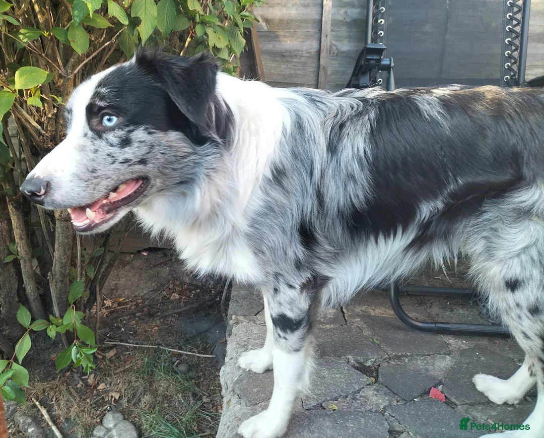 Border Collie dogs for stud: Pure breed Blue merle border collie for stud only in Loughborough - Advert 9