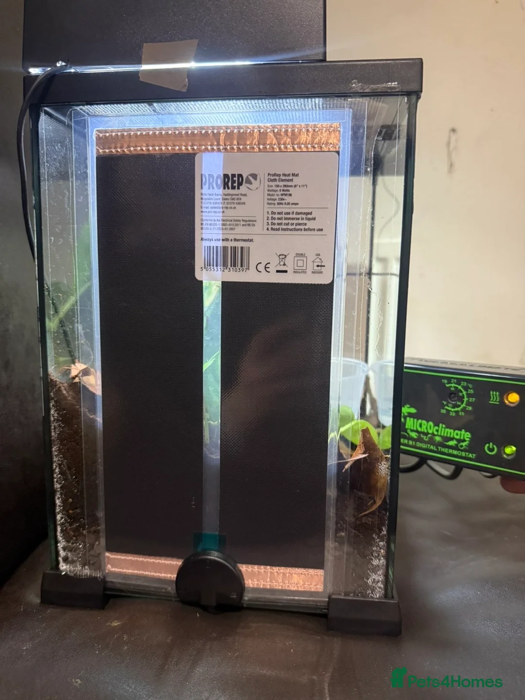 Frog reptiles for sale: Baby tiger-legged monkey frog + small setup  - Advert 2