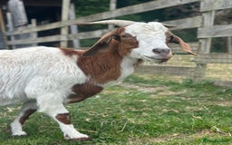 Goats livestock for sale: Boer Kids - Image 7