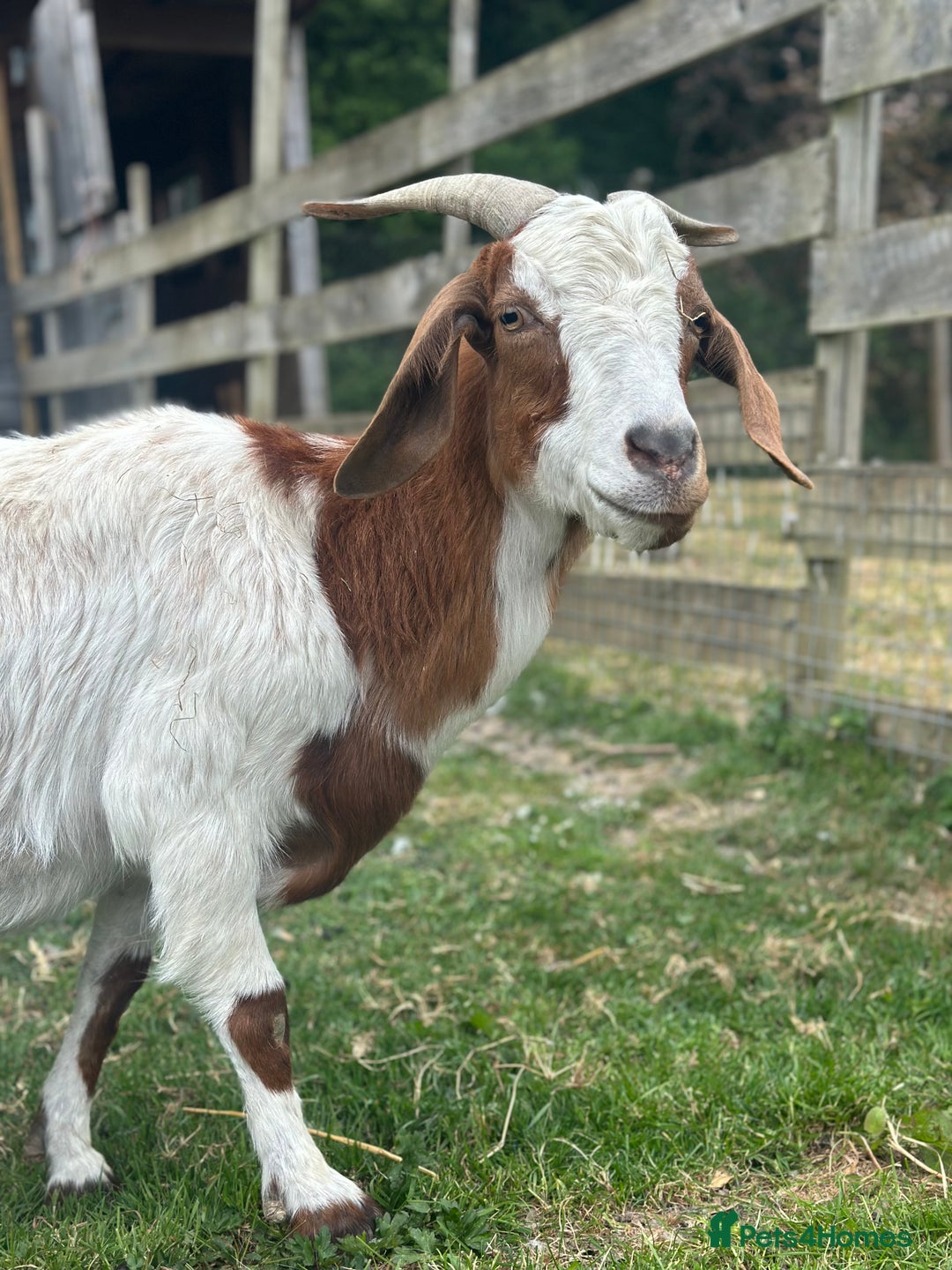 Goats livestock for sale: Boer Kids - Image 7