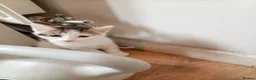 Mixed Breed cats for sale: 4 beautiful mixed kittens - Advert 11