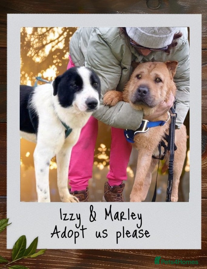 Mixed Breed dogs 🐾💔 Two souls urgently in need for home 💔🐾 - Advert 1