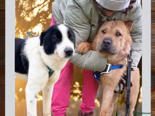 Mixed Breed dogs ๐พ๐ Two souls urgently in need for home ๐๐พ - Advert 1
