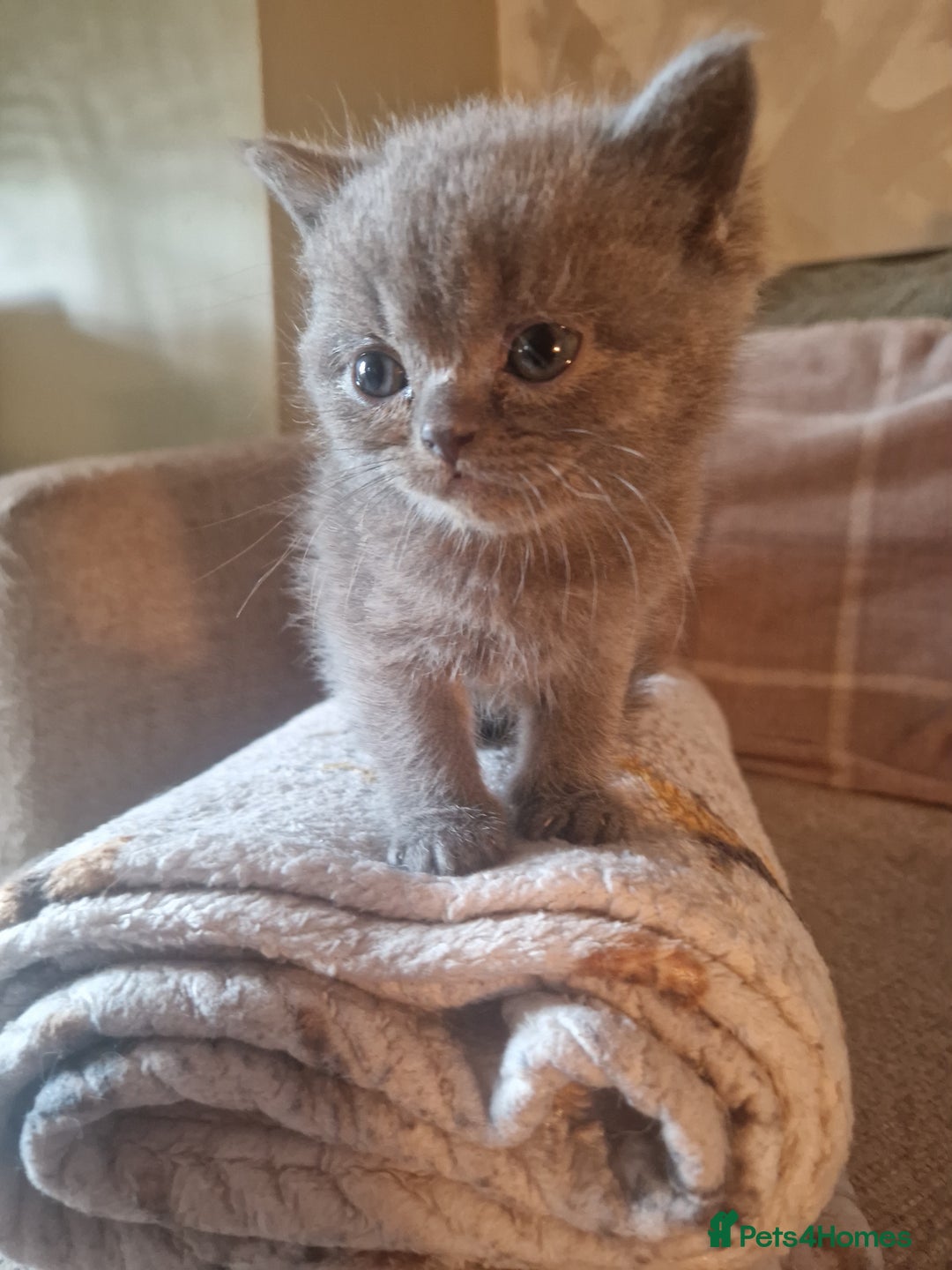 British Shorthair cats for sale: Beutiful British shorthair kittens  - Image 10