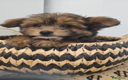 Pomapoo dogs for sale: POCKET SIZED POMAPOOS ~ READY NOW - Image 14