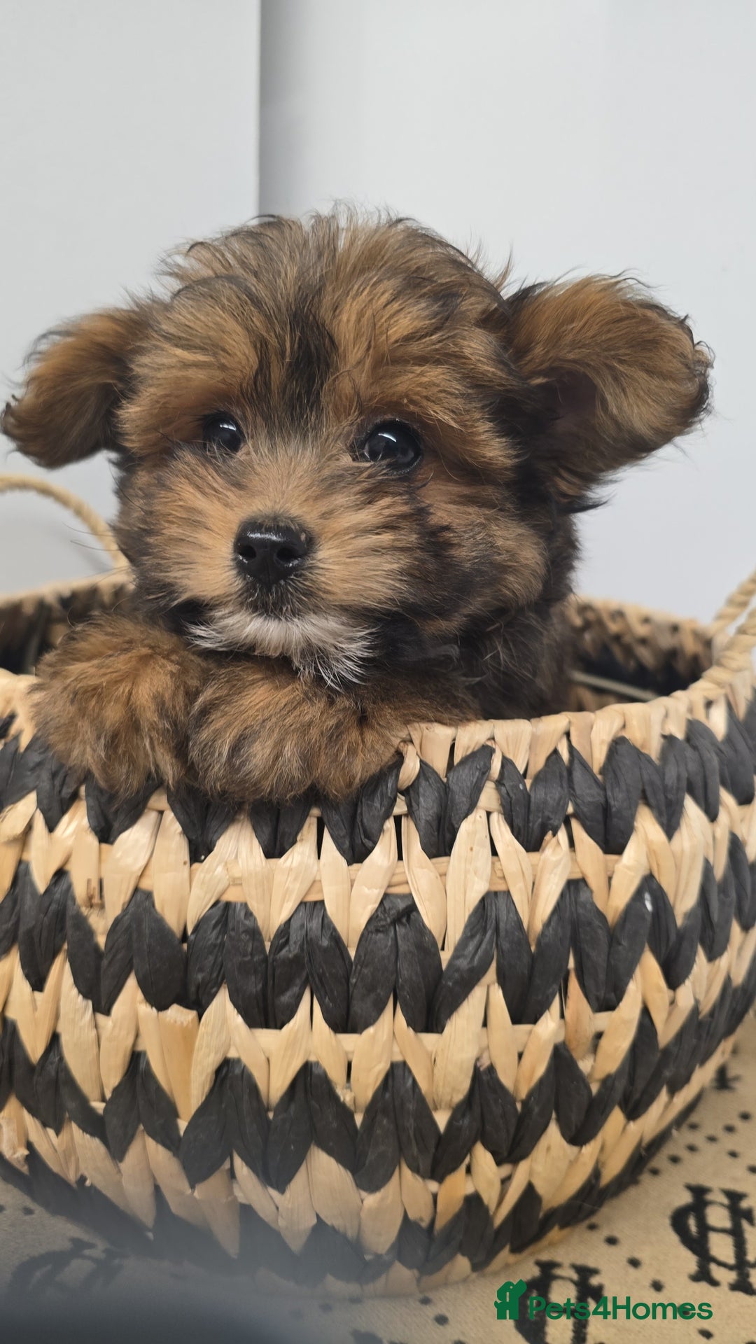 Pomapoo dogs for sale: POCKET SIZED POMAPOOS ~ READY NOW - Image 14