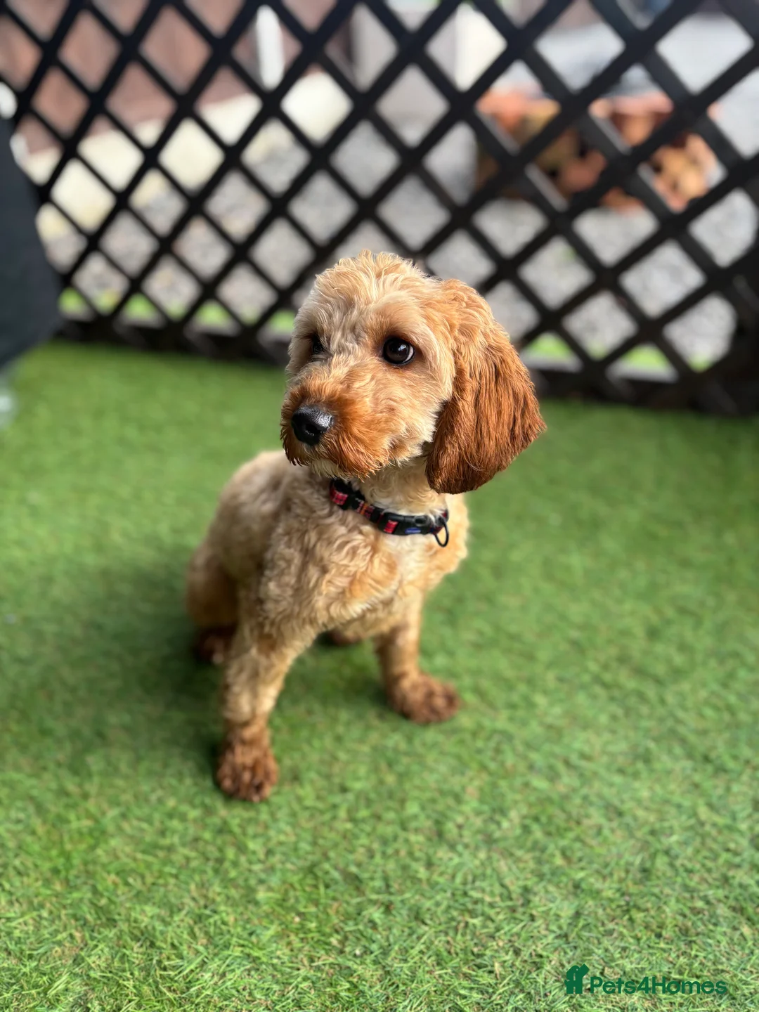 Jackapoo dogs for sale: Beautiful Jackapoo for sale! - Advert 4