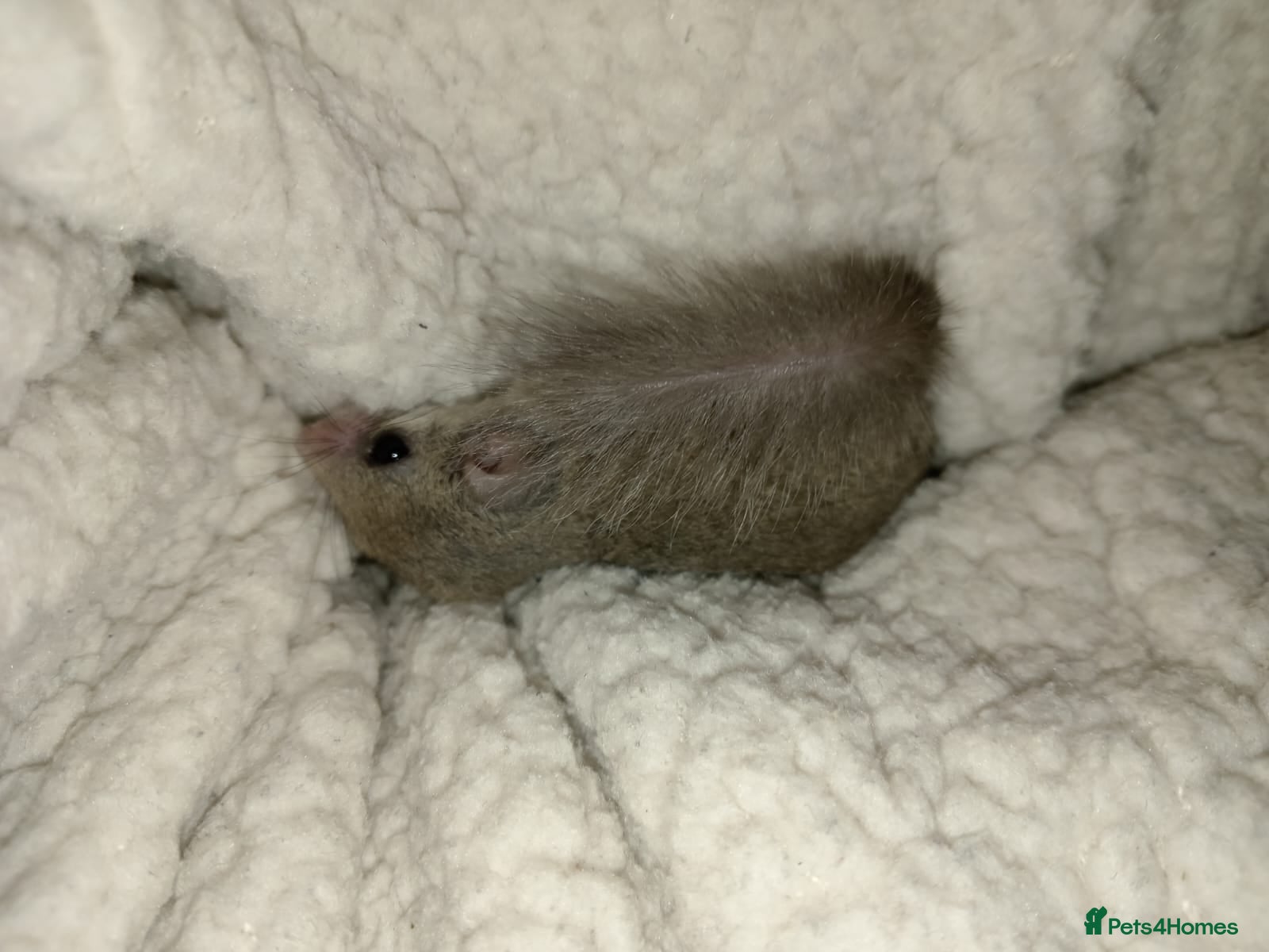 Mouse rodents 6 friendly females left.  - Advert 1