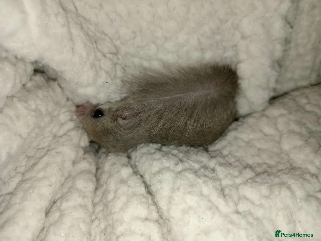 Mouse rodents for sale: 6 friendly females left.  - Advert 1