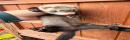 Ferret rodents for sale: Ferrets for sale Jill’s and hobs - Advert 5