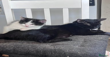 Mixed Breed cats - Advert 14