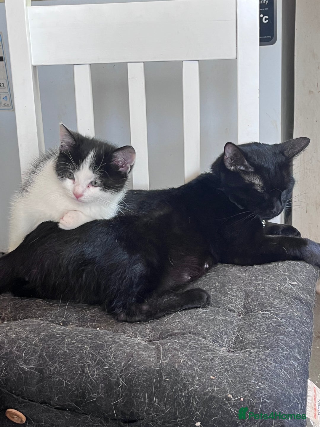 Mixed Breed cats for sale: 2 male 2 female half Persian kittens - Image 3