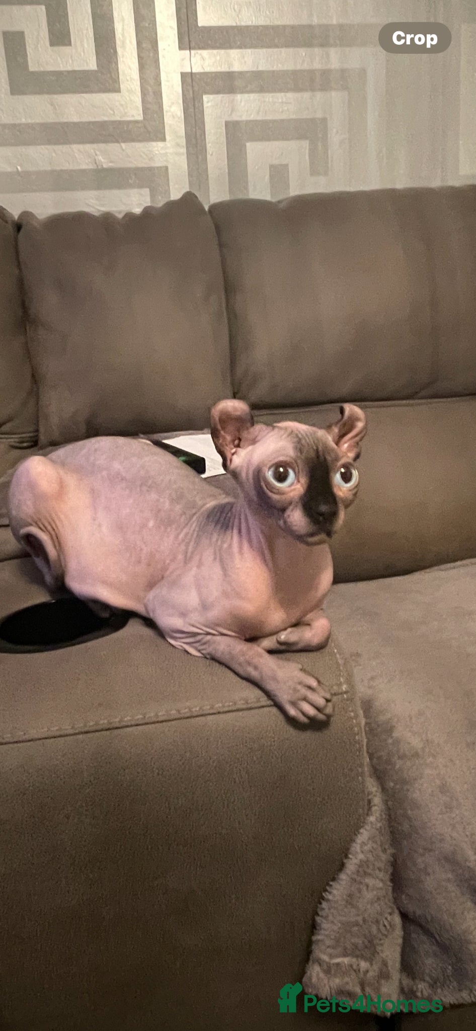 Sphynx cats Beautiful SphinxCat Looking for a Loving Home - Advert 5