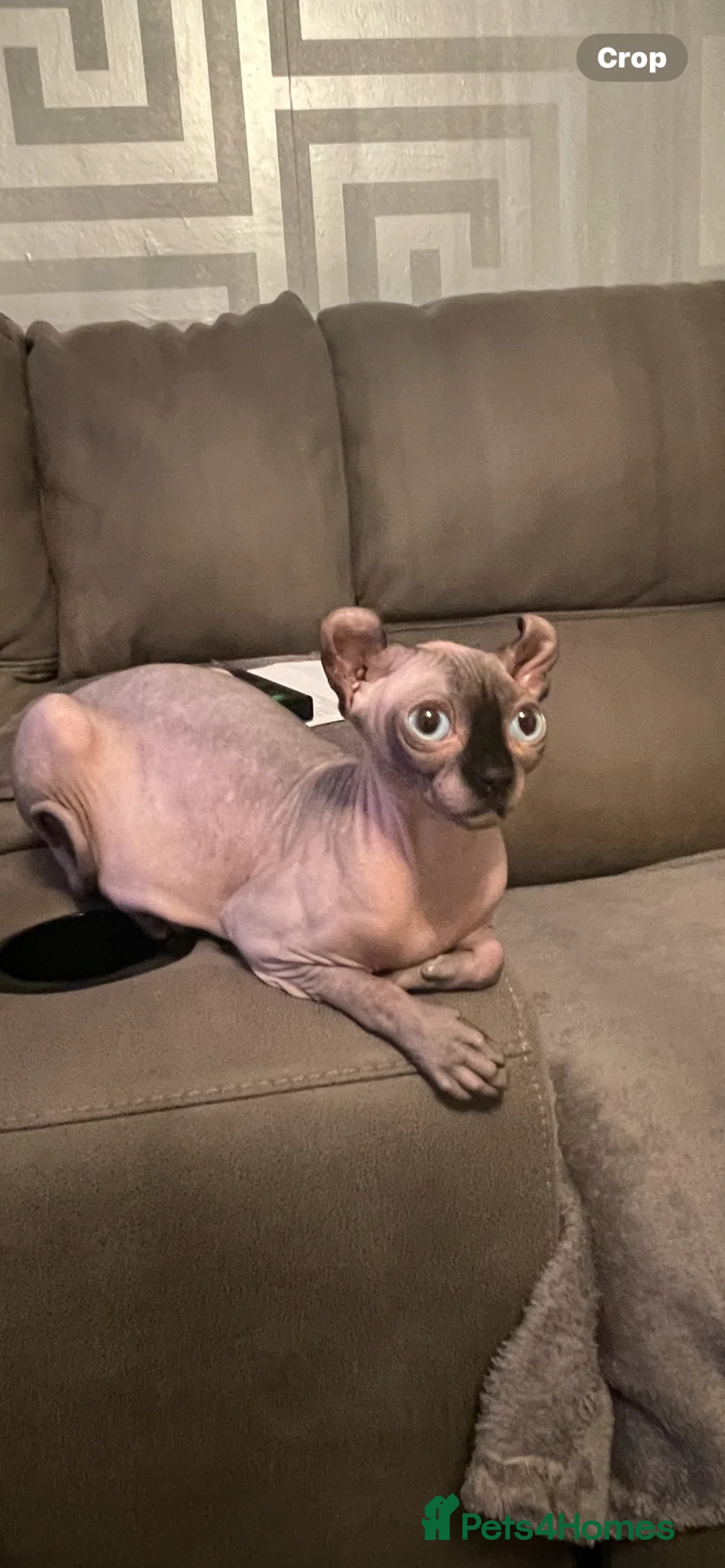 Sphynx cats for sale: Beautiful SphinxCat Looking for a Loving Home - Advert 2