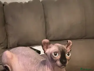 Sphynx cats Beautiful SphinxCat Looking for a Loving Home - Advert 5