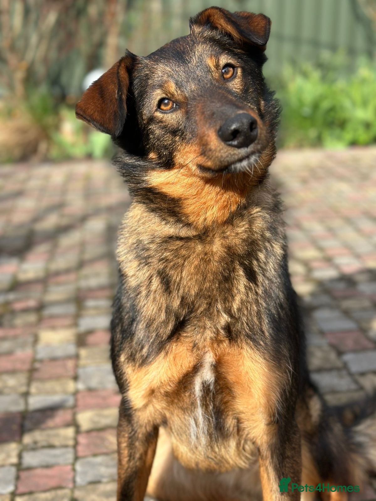 Mixed Breed dogs 💙🐶 MACHO – A GENTLE 1,5  YEARS OLD BOY - Advert 4