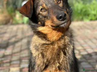 Mixed Breed dogs 💙🐶 MACHO – A GENTLE 1,5 YEARS OLD BOY - Advert 4