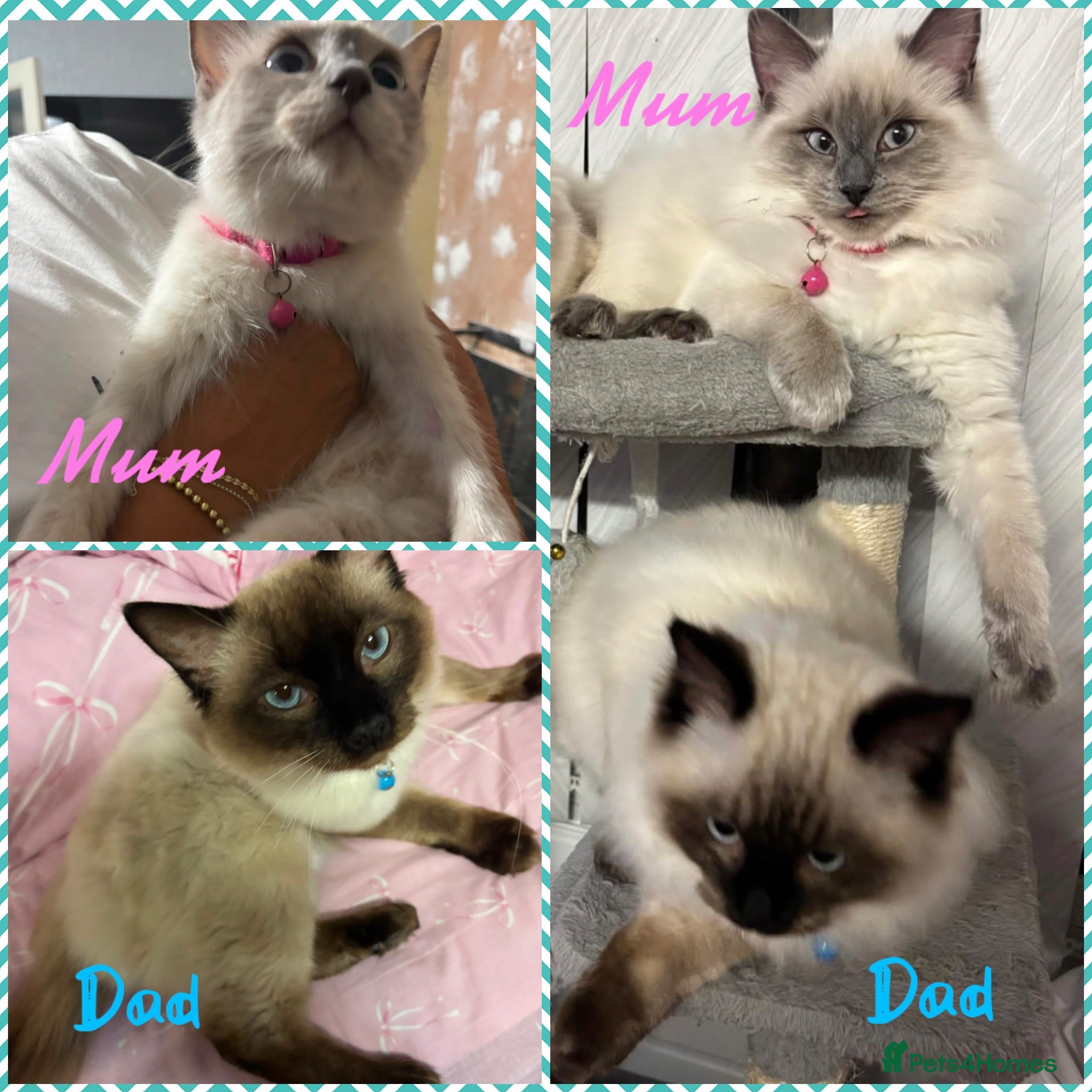 Ragdoll cats 💙 Ragdoll kittens – all boys 💙 - Advert 1
