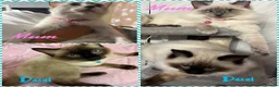 Ragdoll cats for sale: 💙 Ragdoll kittens – all boys 💙 in Leicester - Advert 1