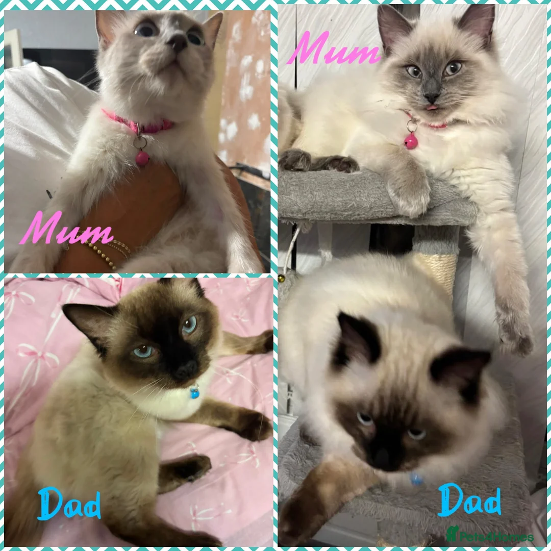 Ragdoll cats for sale: 💙 Ragdoll kittens – all boys 💙 in Leicester - Advert 1