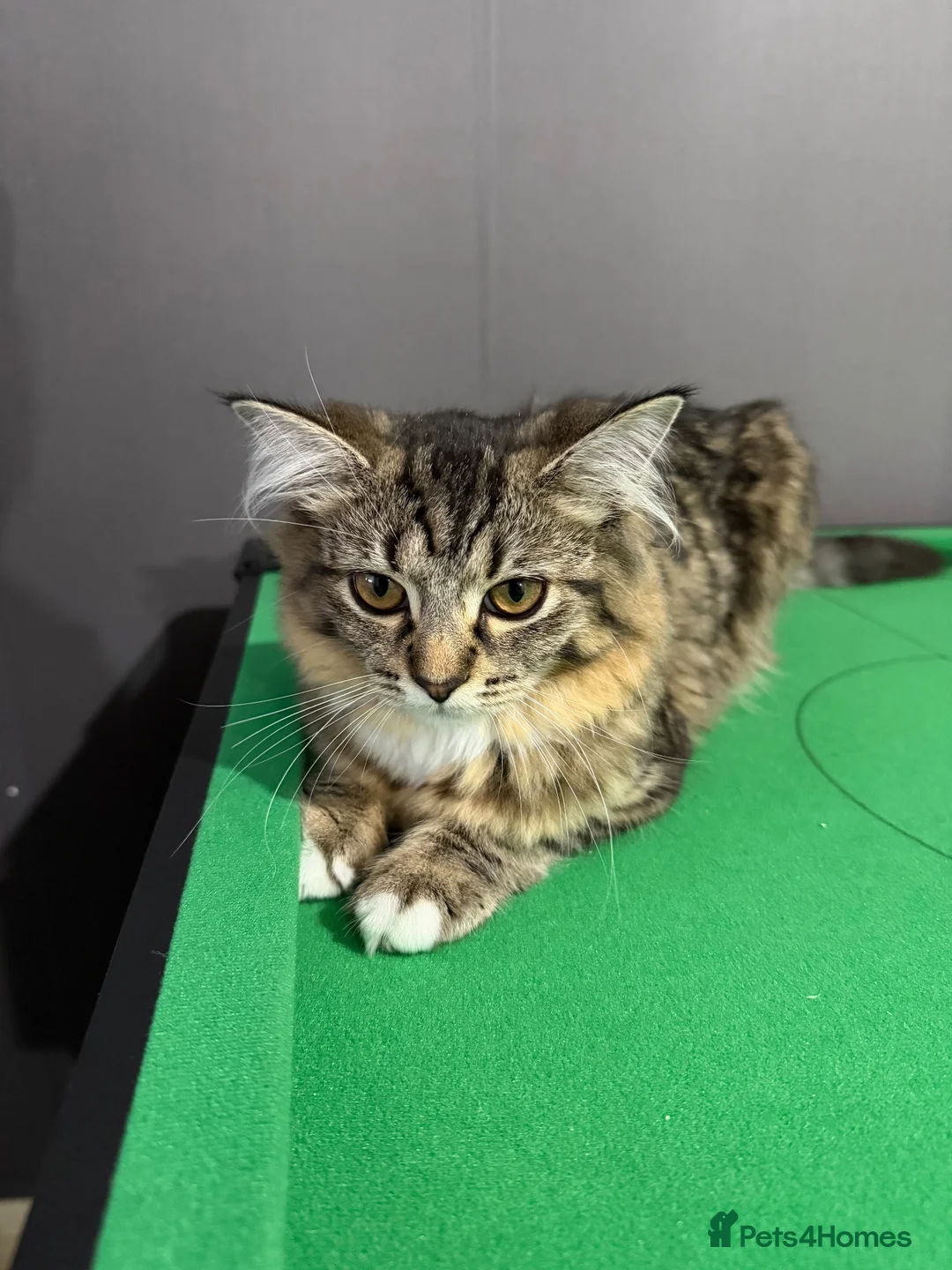 Mixed Breed cats for sale: Ragdoll & Bengal Mixed Kitten  in Glasgow - Advert 2