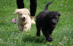 Mixed Breed dogs for sale: F1 Shepadoodle Puppies in Boston - Image 27