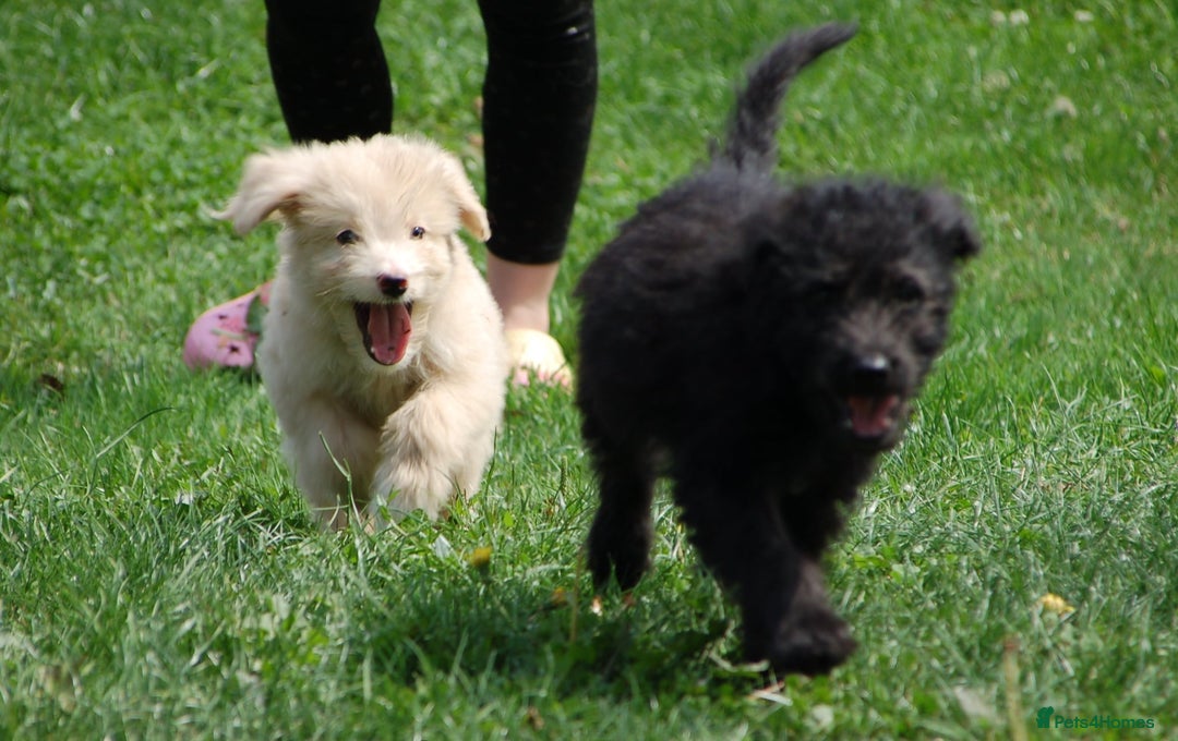 Mixed Breed dogs for sale: F1 Shepadoodle Puppies in Boston - Image 27