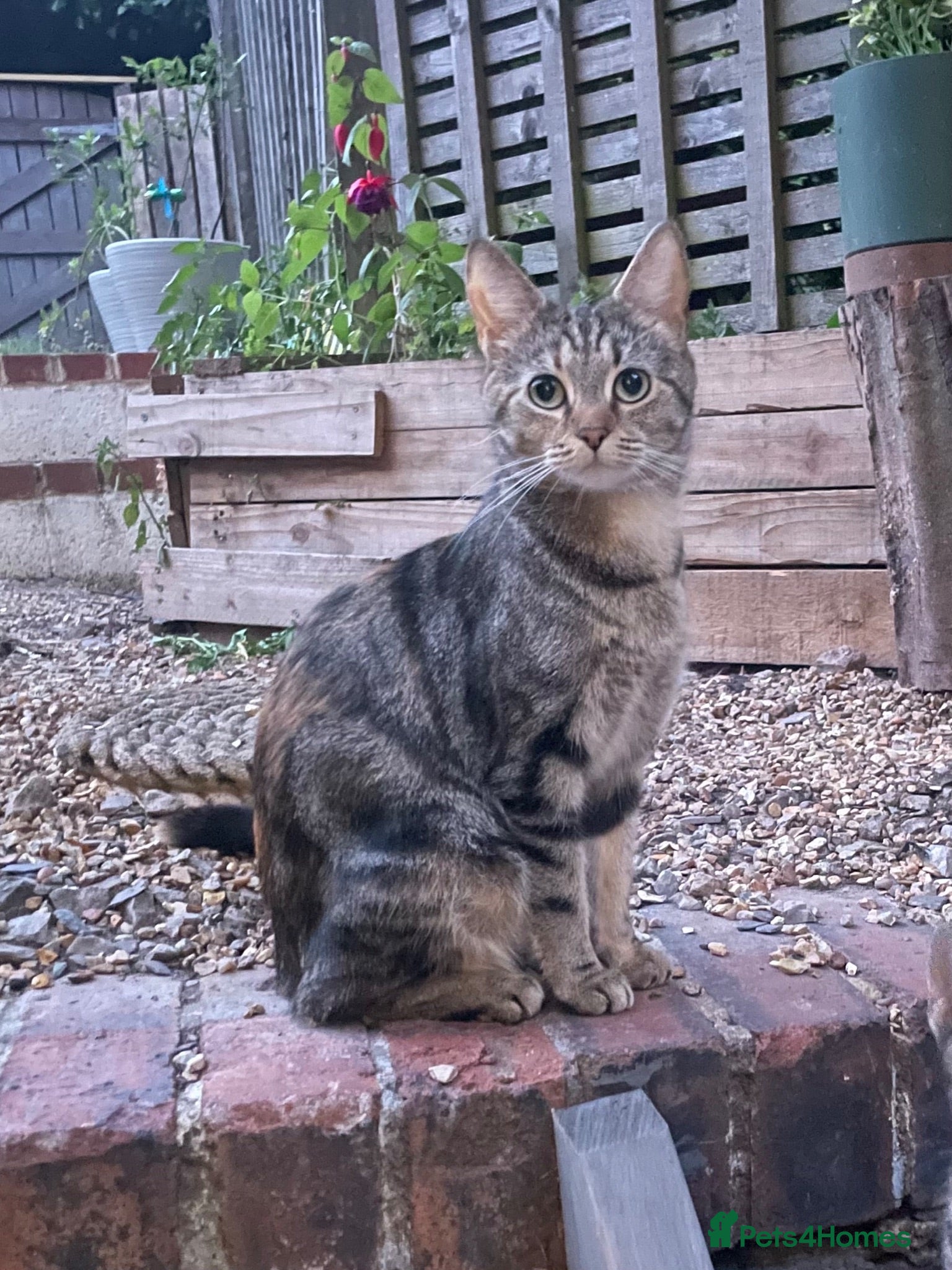 Mixed Breed cats Lovelo Ginger Kitten - Advert 4
