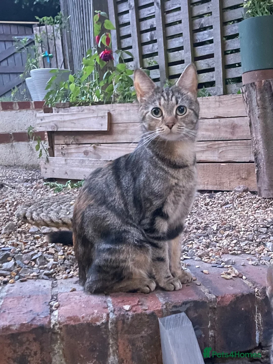 Mixed Breed cats for sale: Lovelo Ginger Kitten - Advert 1