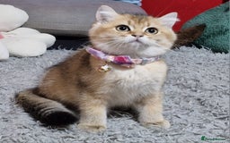 British Shorthair cats for sale: British shorthair kittens Champion parents  - Image 10