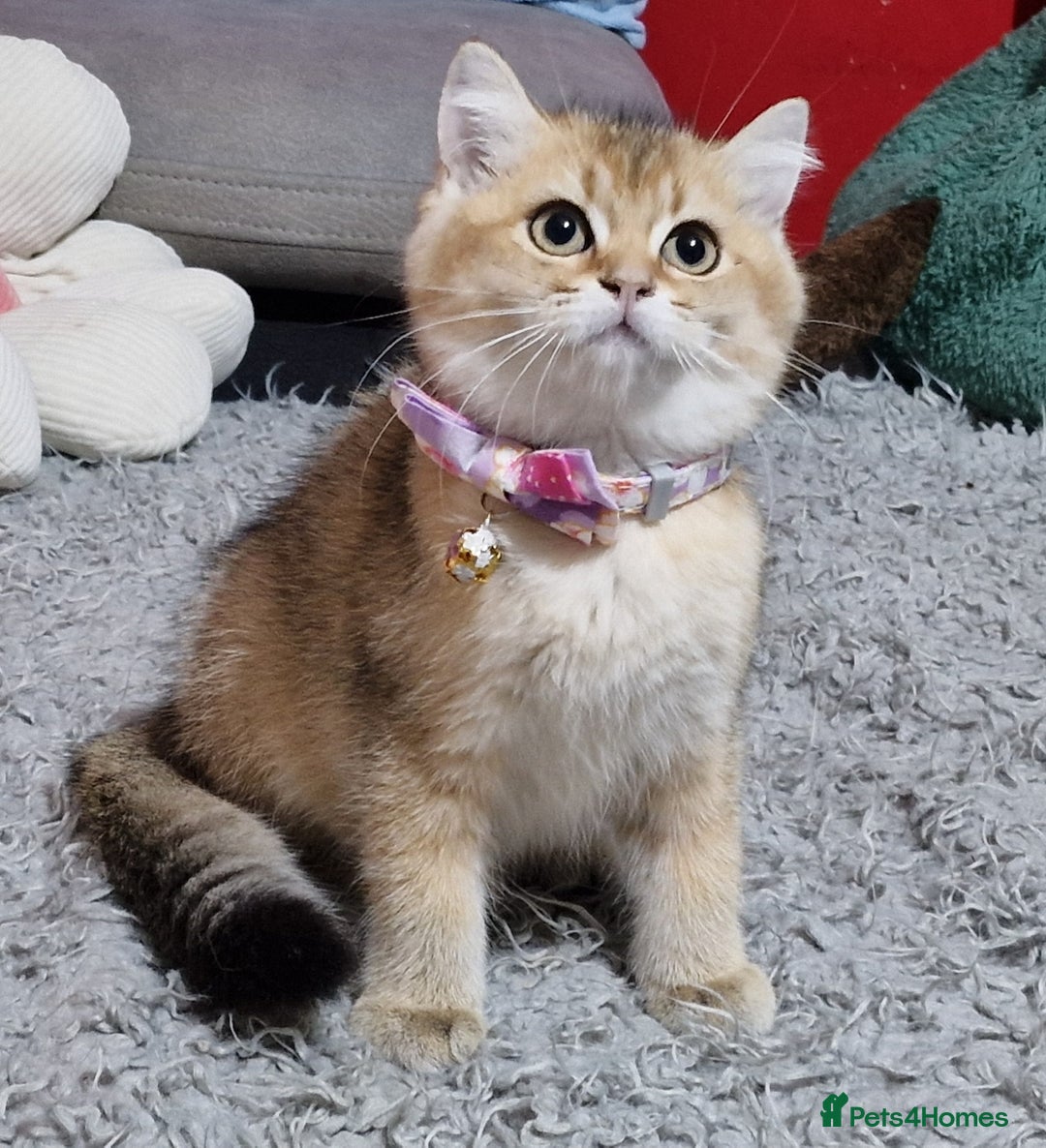 British Shorthair cats for sale: British shorthair kittens Champion parents  - Image 10